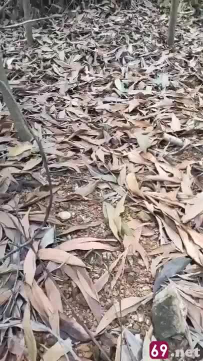 Cụ có tuổi rồi mà vẫn đưa người tình vào giữa rừng chịch thế này con cháu theo sao kịp
